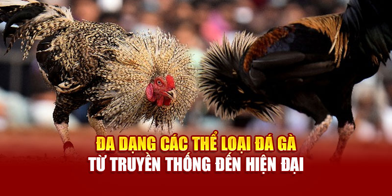 Đầy đủ các loại hình đá gà từ truyền thống đến hiện đại